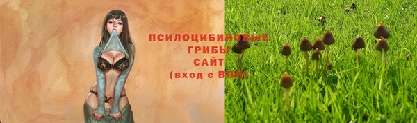 прущие грибы Дмитровск